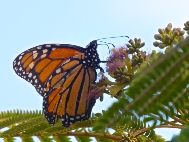 Monarch on mimosa