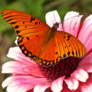 Fritillary butterfly...